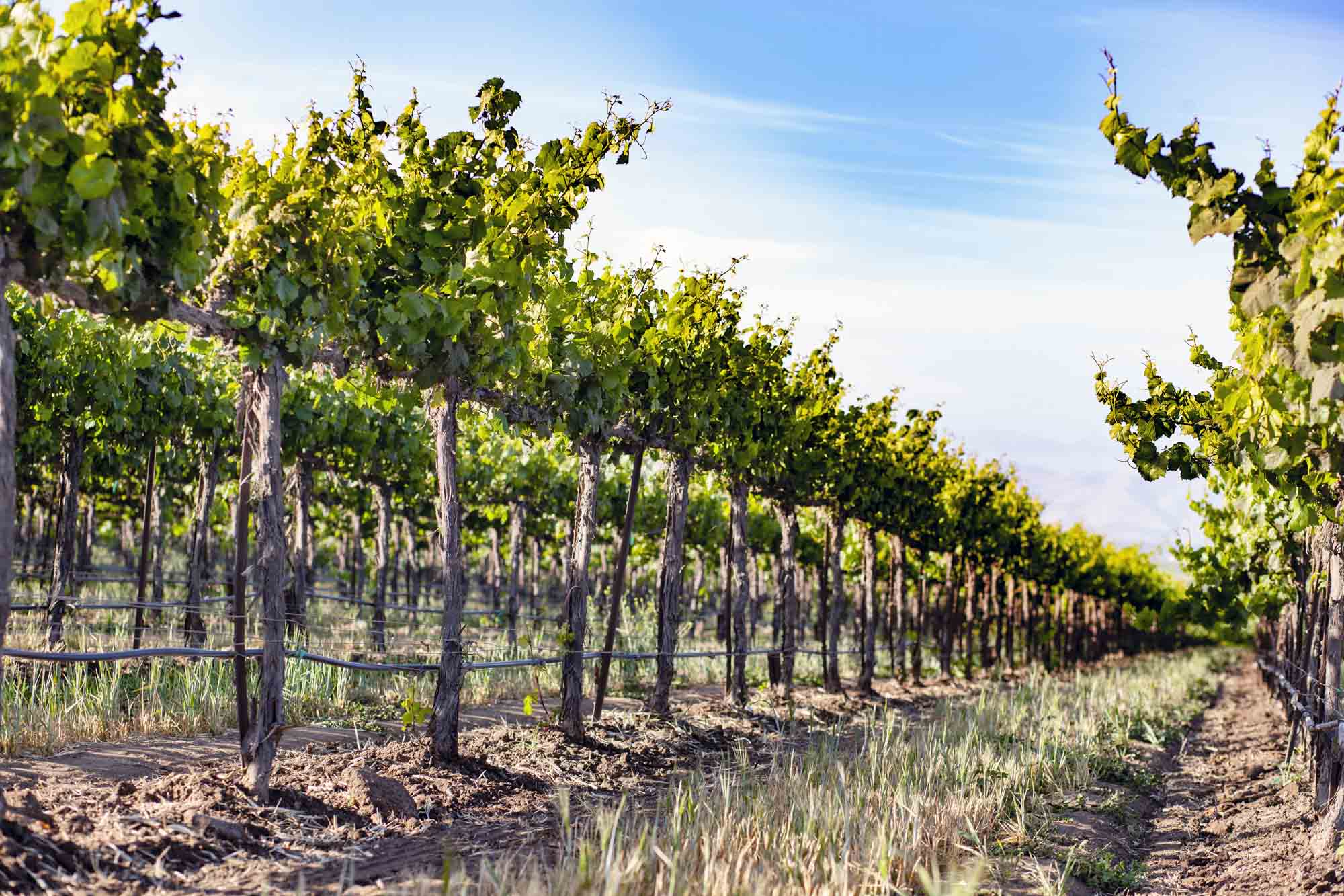 OpenET 2021 - Salinas Valley