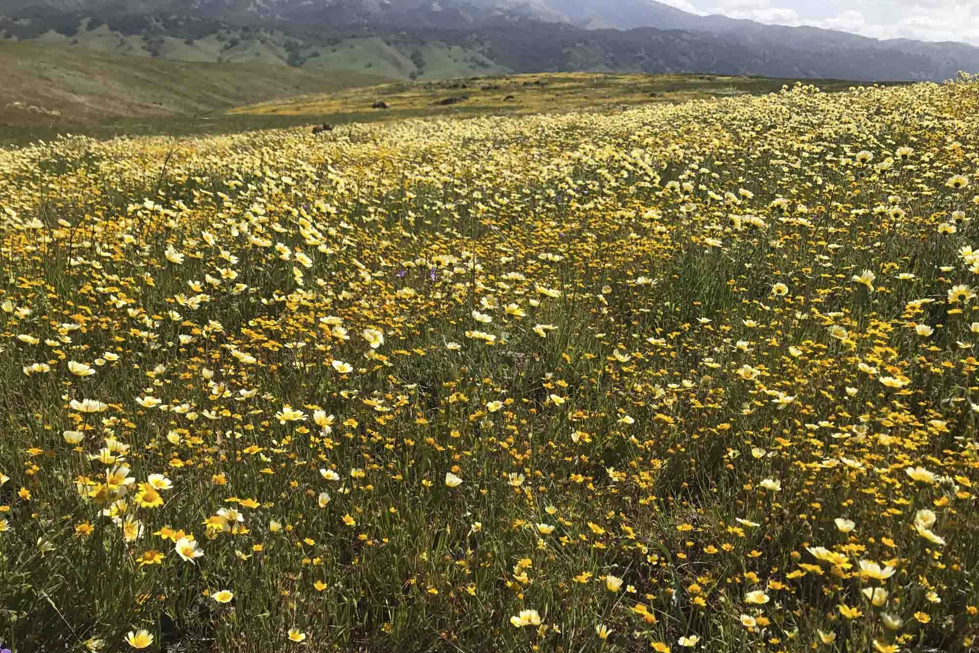 California,Wildflower,Fields,Wild,Rangelands,Near,Morgan,Hill,California